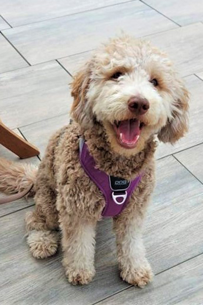 Therapiehund BAILEY